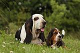 BASSET HOUND 085